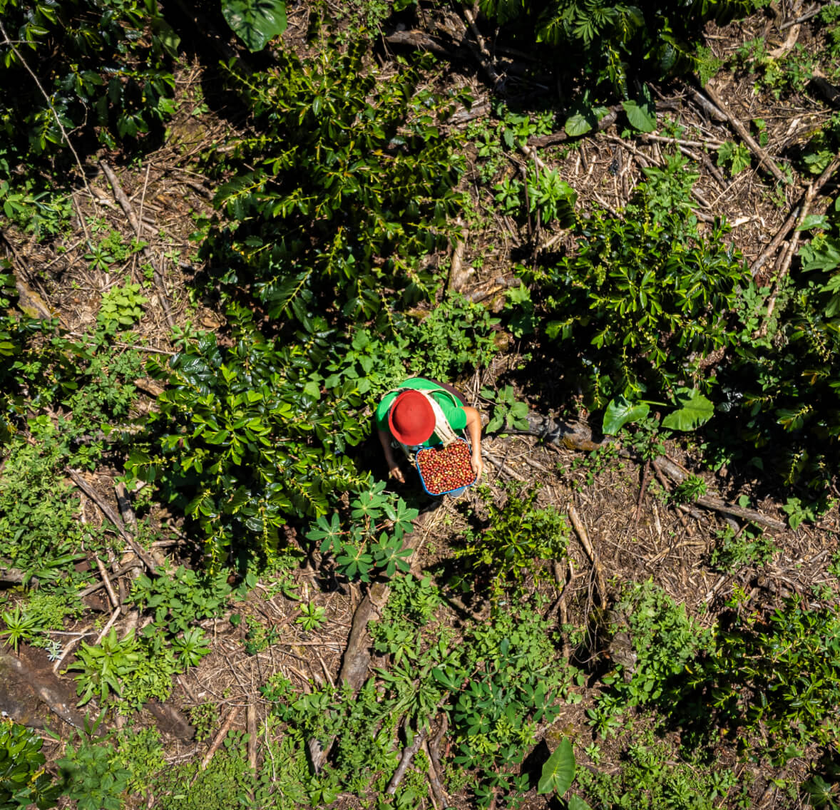 Man in red hat walking through forest.