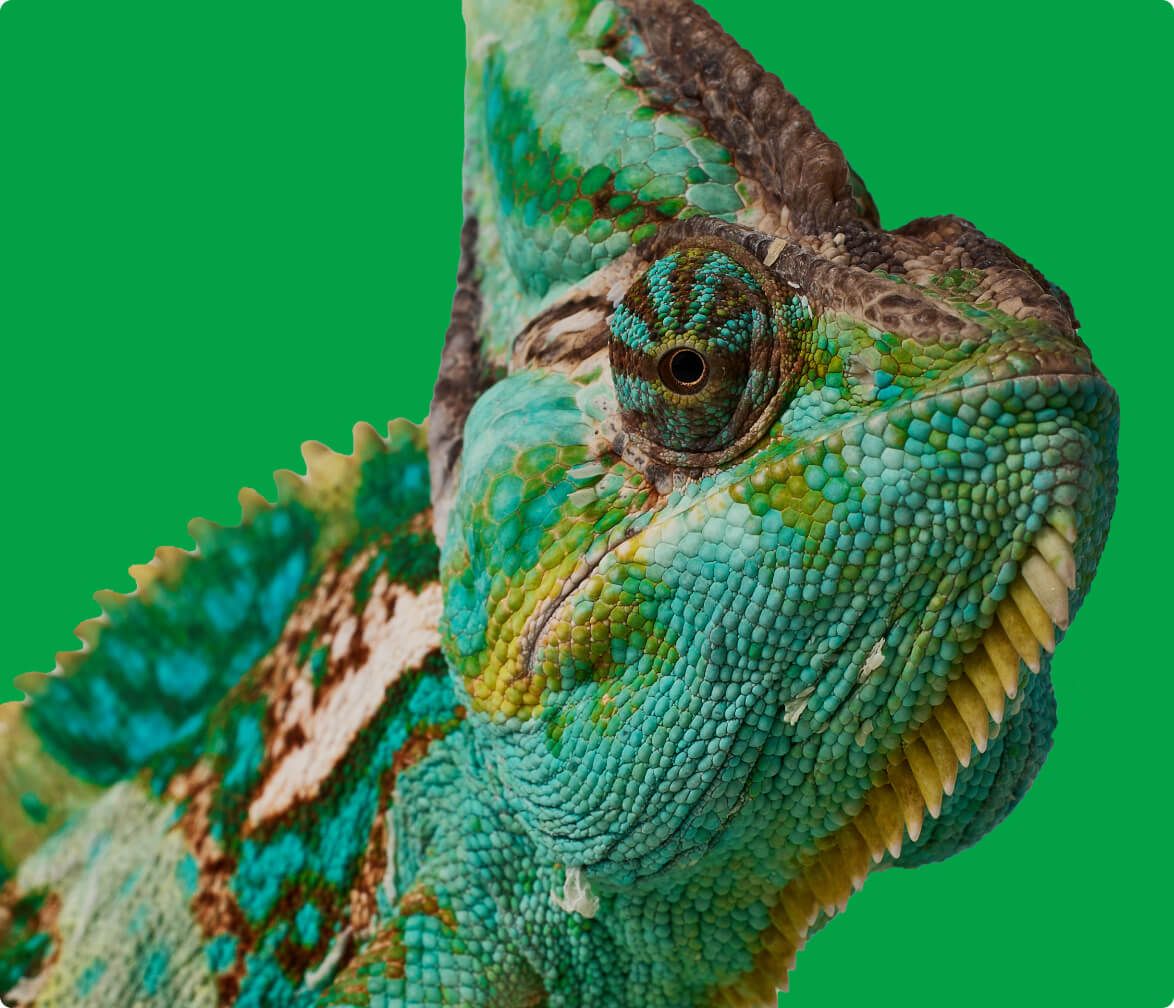  A chameleon lizard perched on a green background.