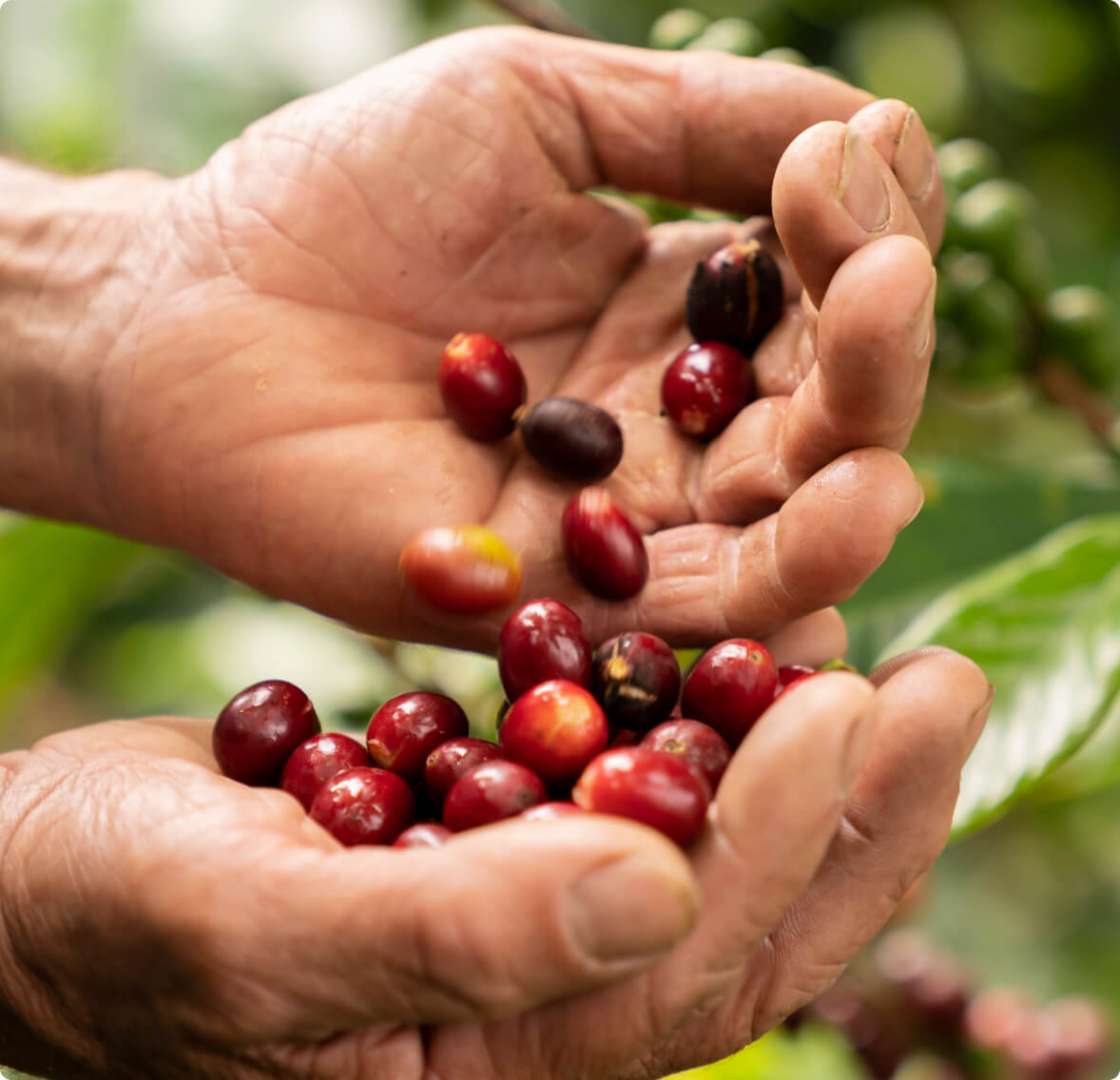 A man holding coffee beans.