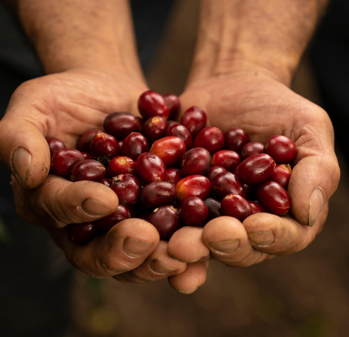 A man holds a handful of coffee beans, showcasing the raw essence of this aromatic beverage.